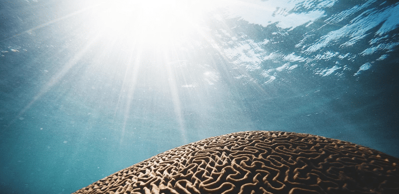 Les Intelligences Multiples : comment comprendre notre cerveau ? 