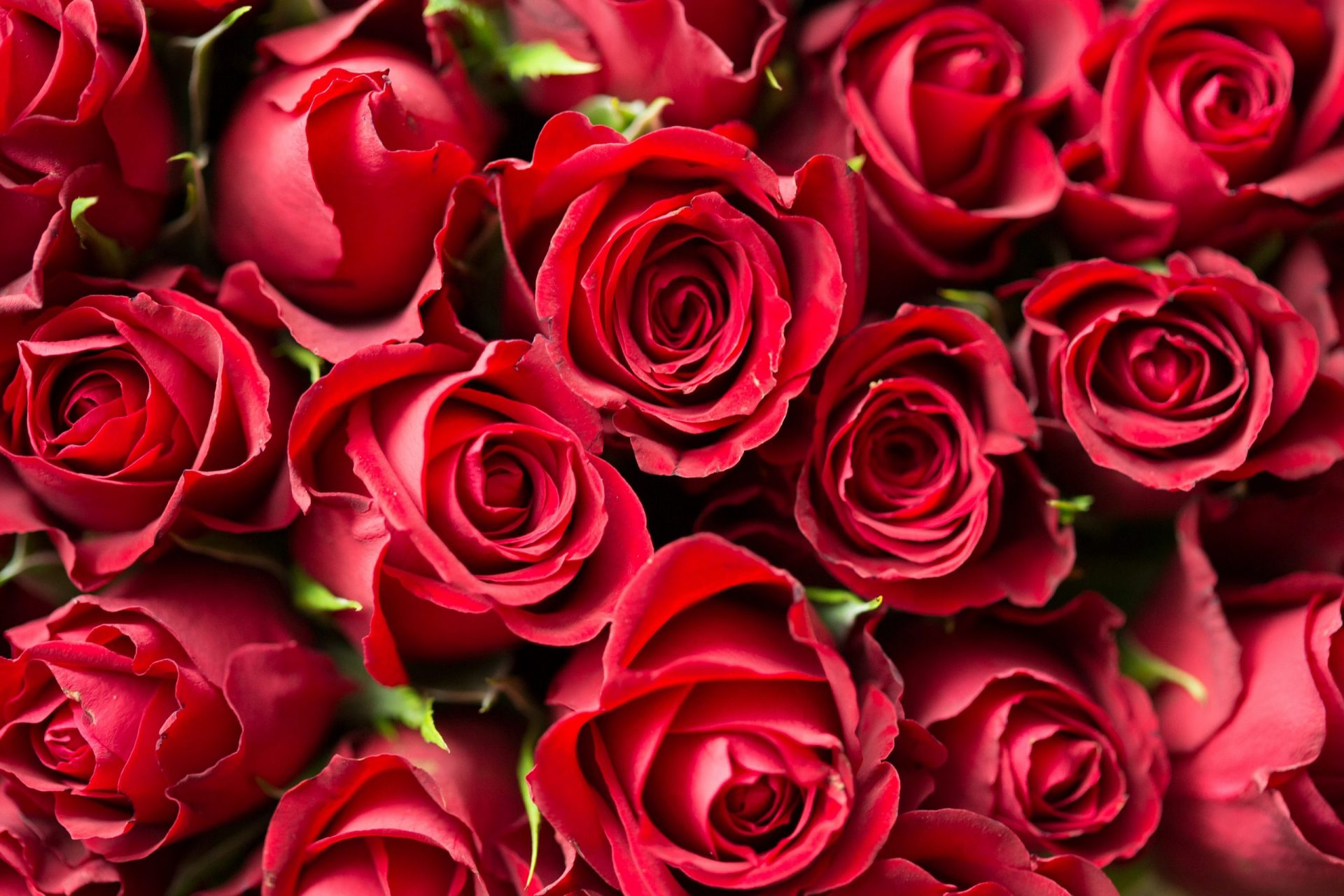 Analyse de «Mignonne, allons voir si la rose» de Pierre de Ronsard 