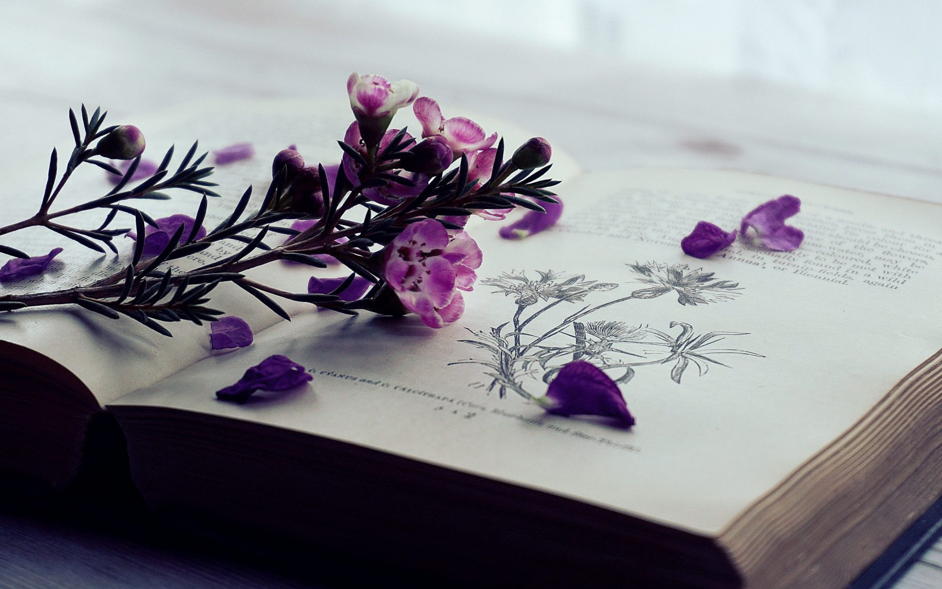 Découvre la fiche de lecture sur les Fleurs du Mal de Baudelaire 