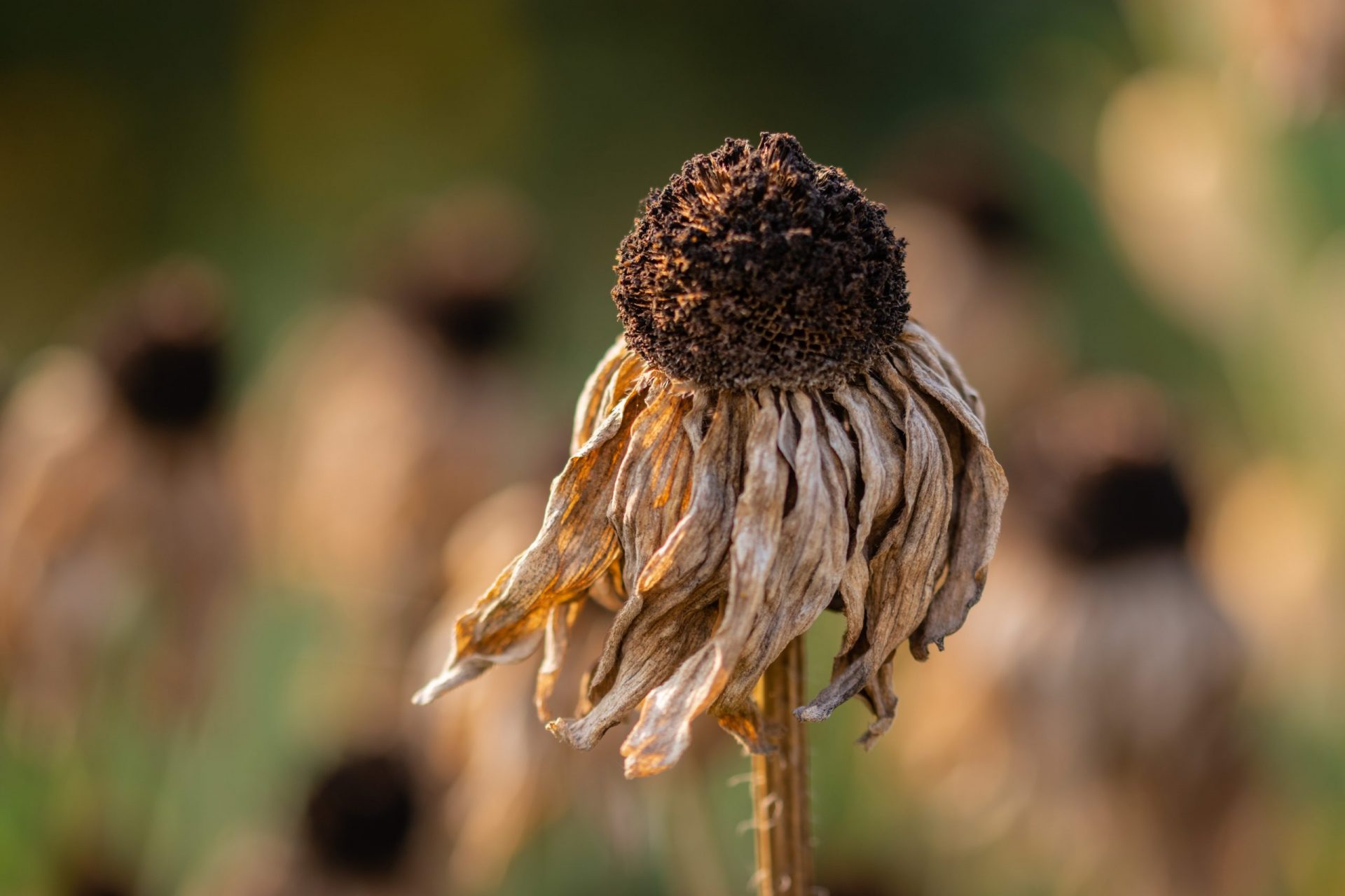 Comment survivre à une canicule ? 8 Astuces ! 