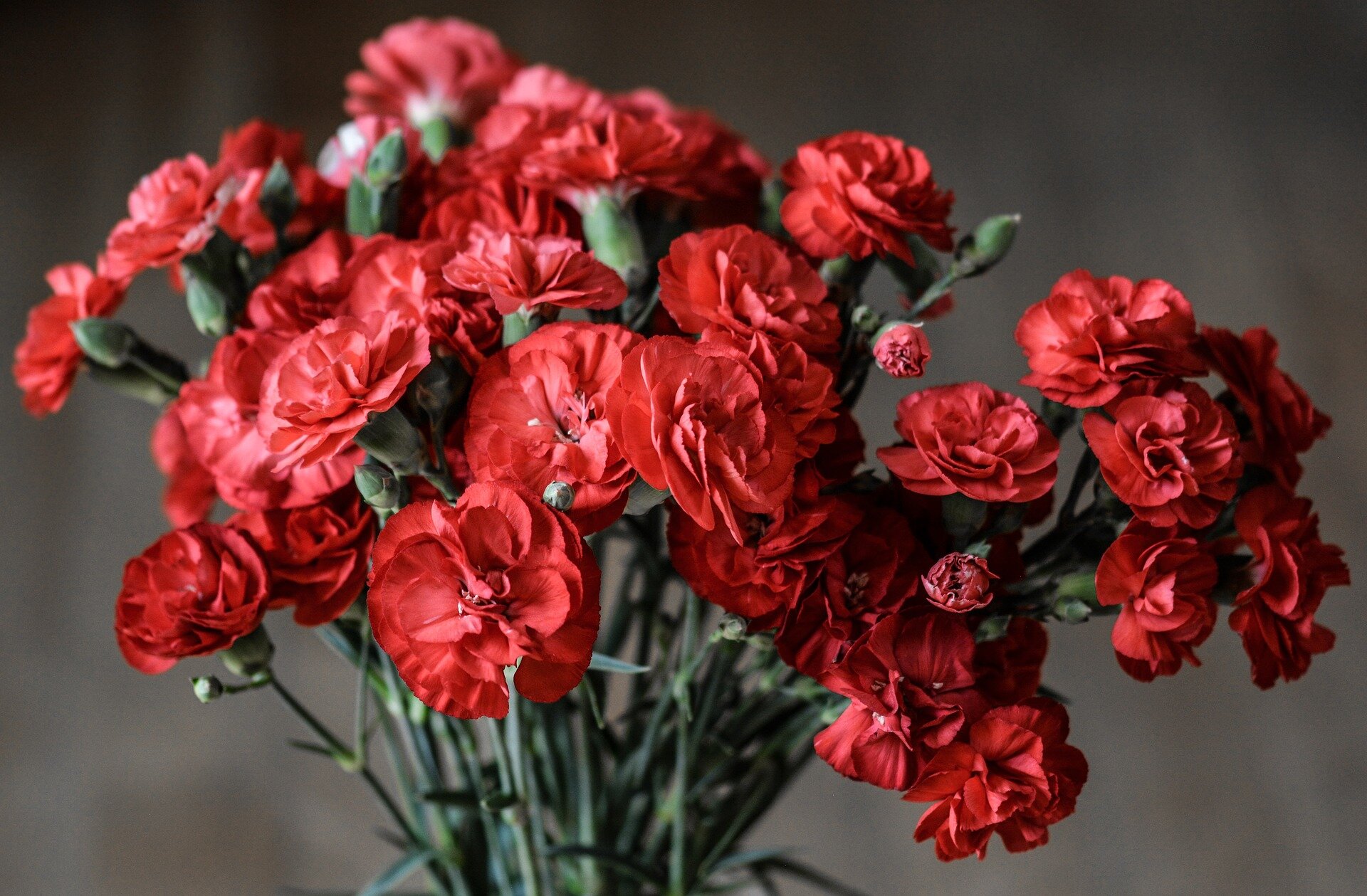 fleuriste œillets rouges