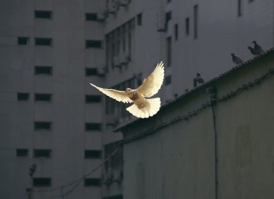 9 personnes non violentes sur lesquelles prendre exemple 