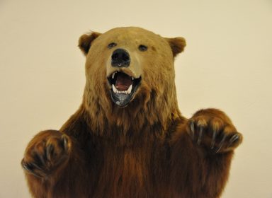 Taxidermiste : de la nature à l’art 
