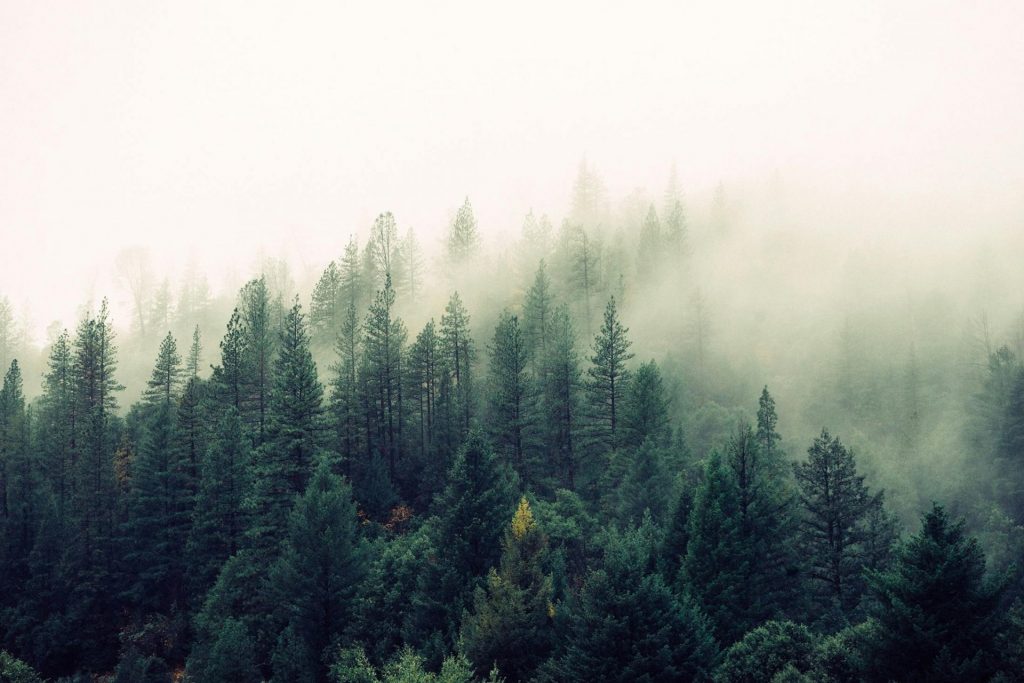 déforestation