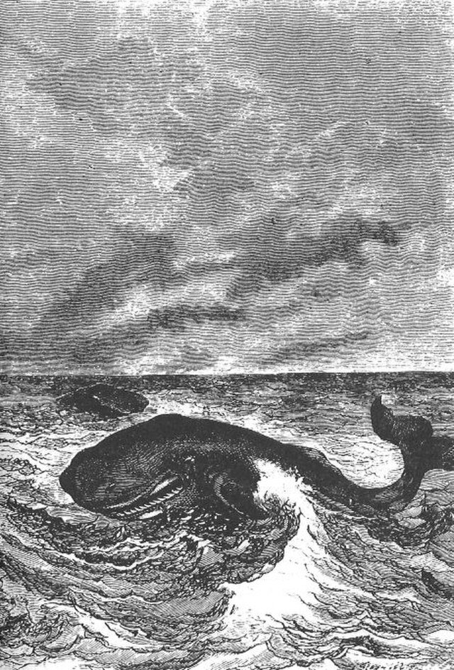 baleine