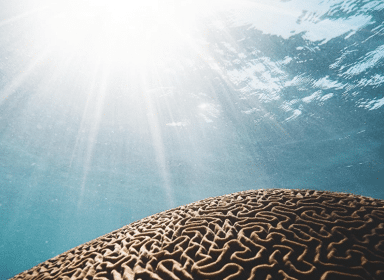 Les Intelligences Multiples : comment comprendre notre cerveau ? 
