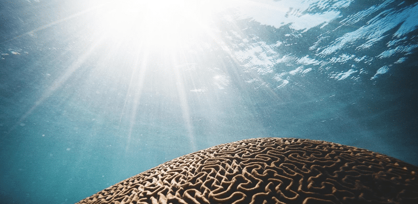 intelligences multiples cerveau mer soleil