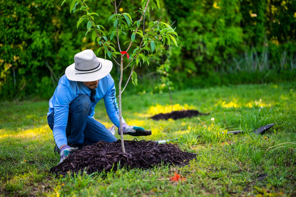 Ecosia Plante Il Vraiment Des Arbres 🌱 Écosia plante-t-il vraiment des arbres ? - Sherpas