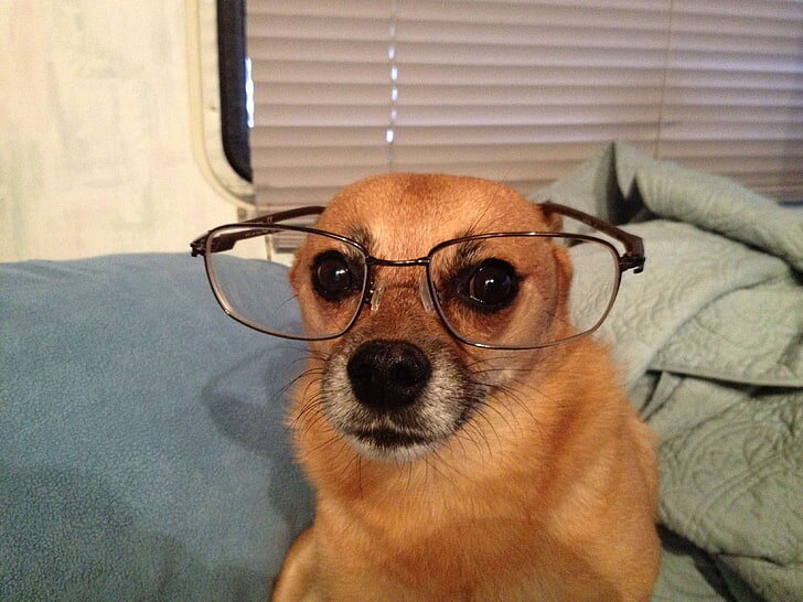 Un chien intelligent parce qu'il porte des lunettes 