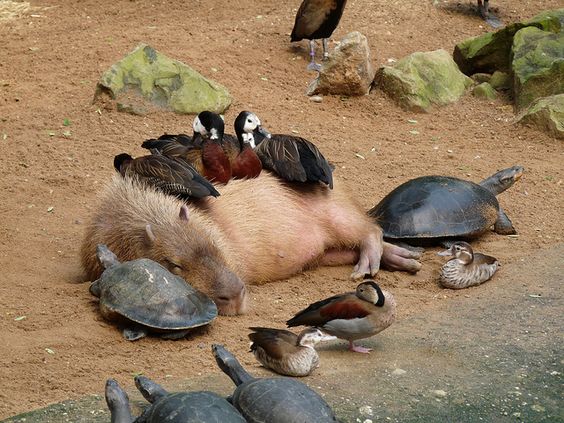 Un capybara est entouré d'autres animaux (tortues, canards) 