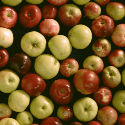 Autant de pommes que de règles à connaitre !