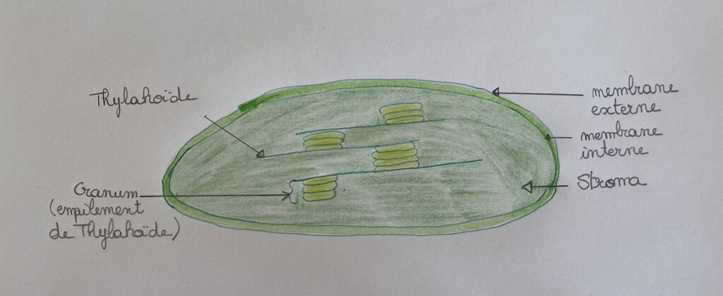 Schéma du chloroplaste 