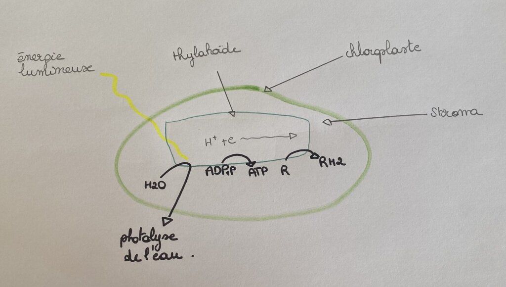 Schéma de la phase photochimique 