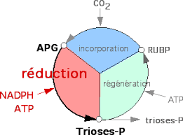 Photosynthèse 
