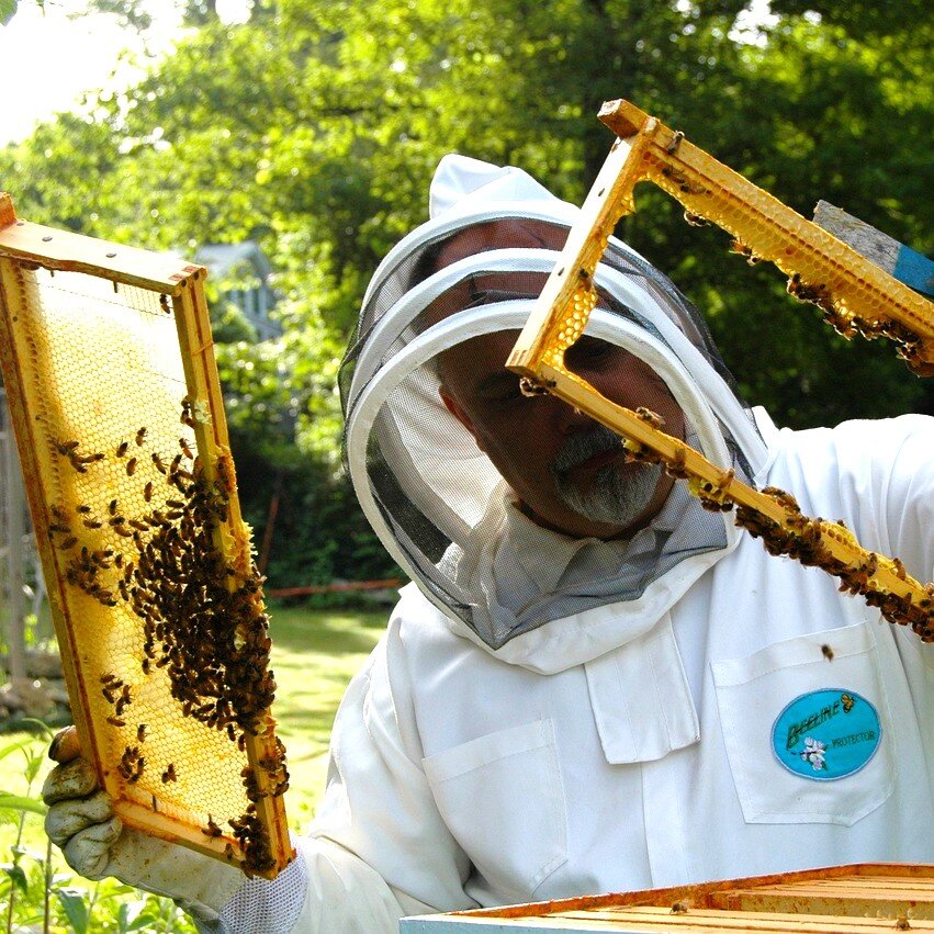 Un apiculteur contrôle les ruches d'abeilles.