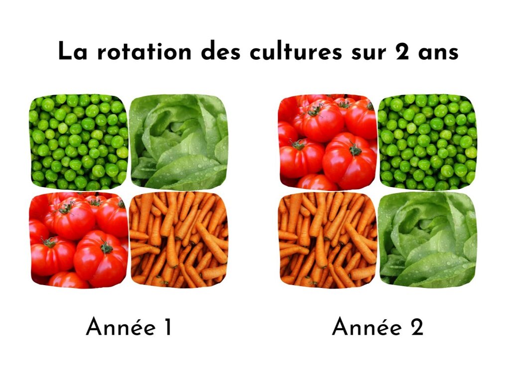 Un schéma expliquant le processus de rotation des cultures sur deux ans.