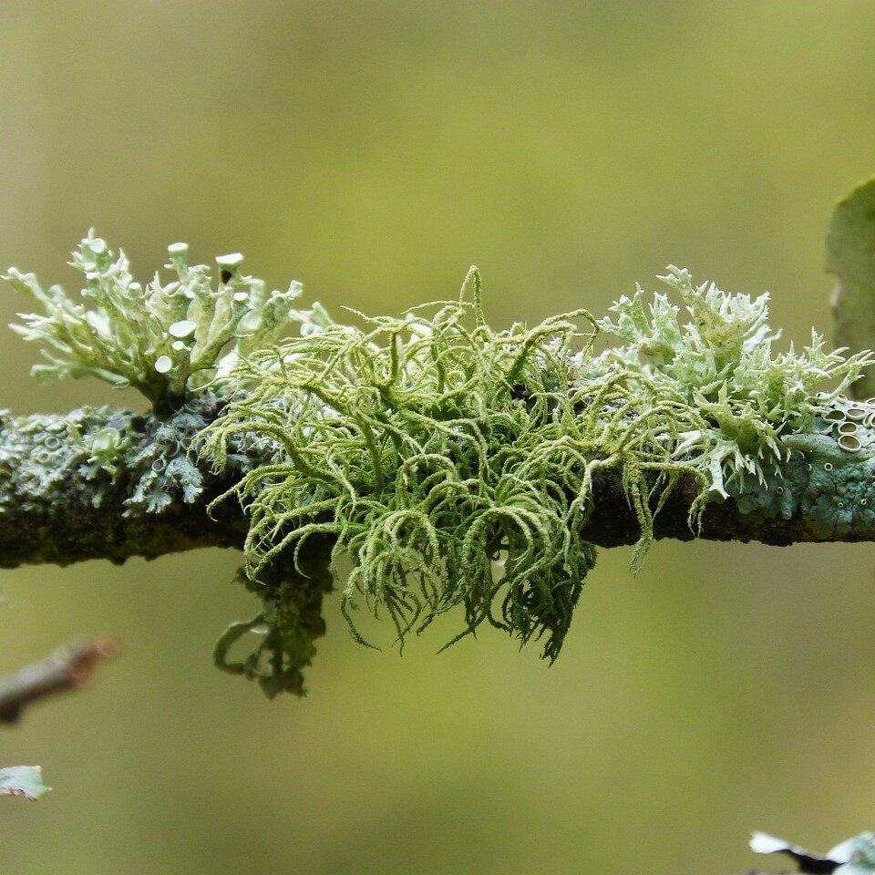 Du lichen pousse sur une branche.