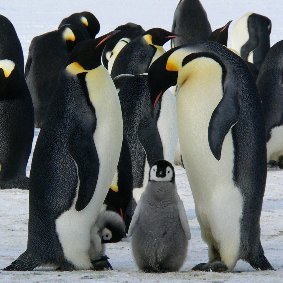 Une famille de manchots empereurs.