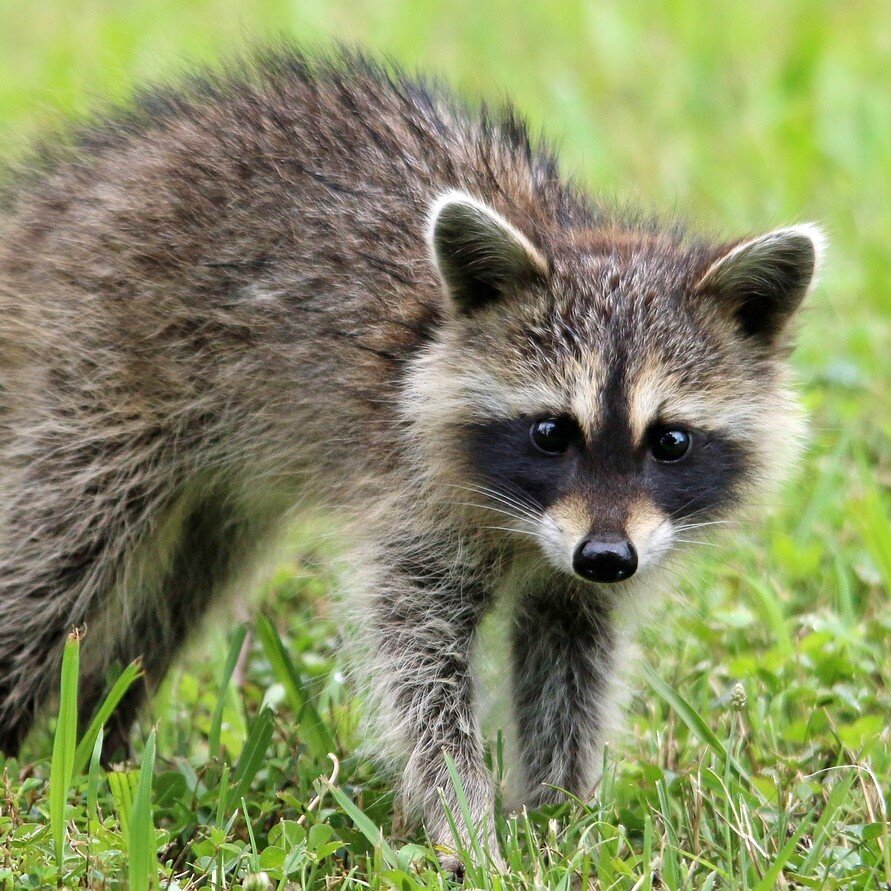 Un raton laveur se balade dans l'herbe.