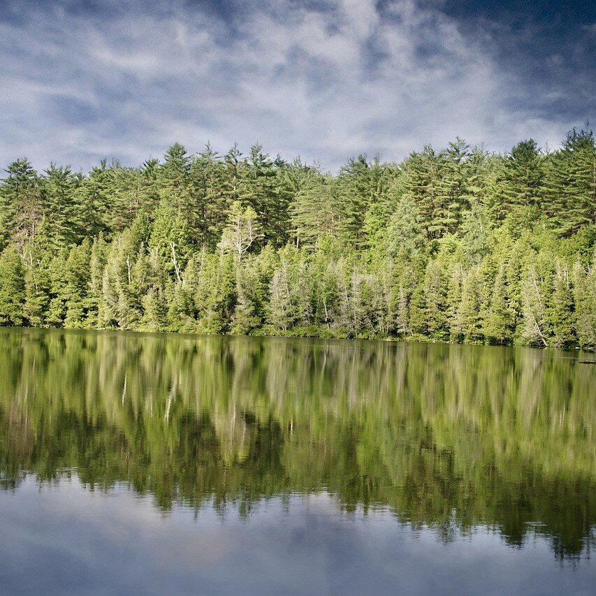 Une forêt de sapins près d'un lac.