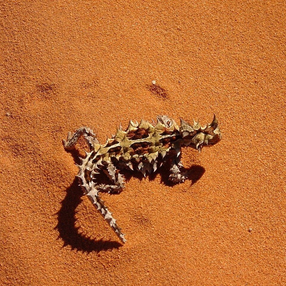 Le diable cornu ou épineux, un lézard avec des cornes sur le corps.