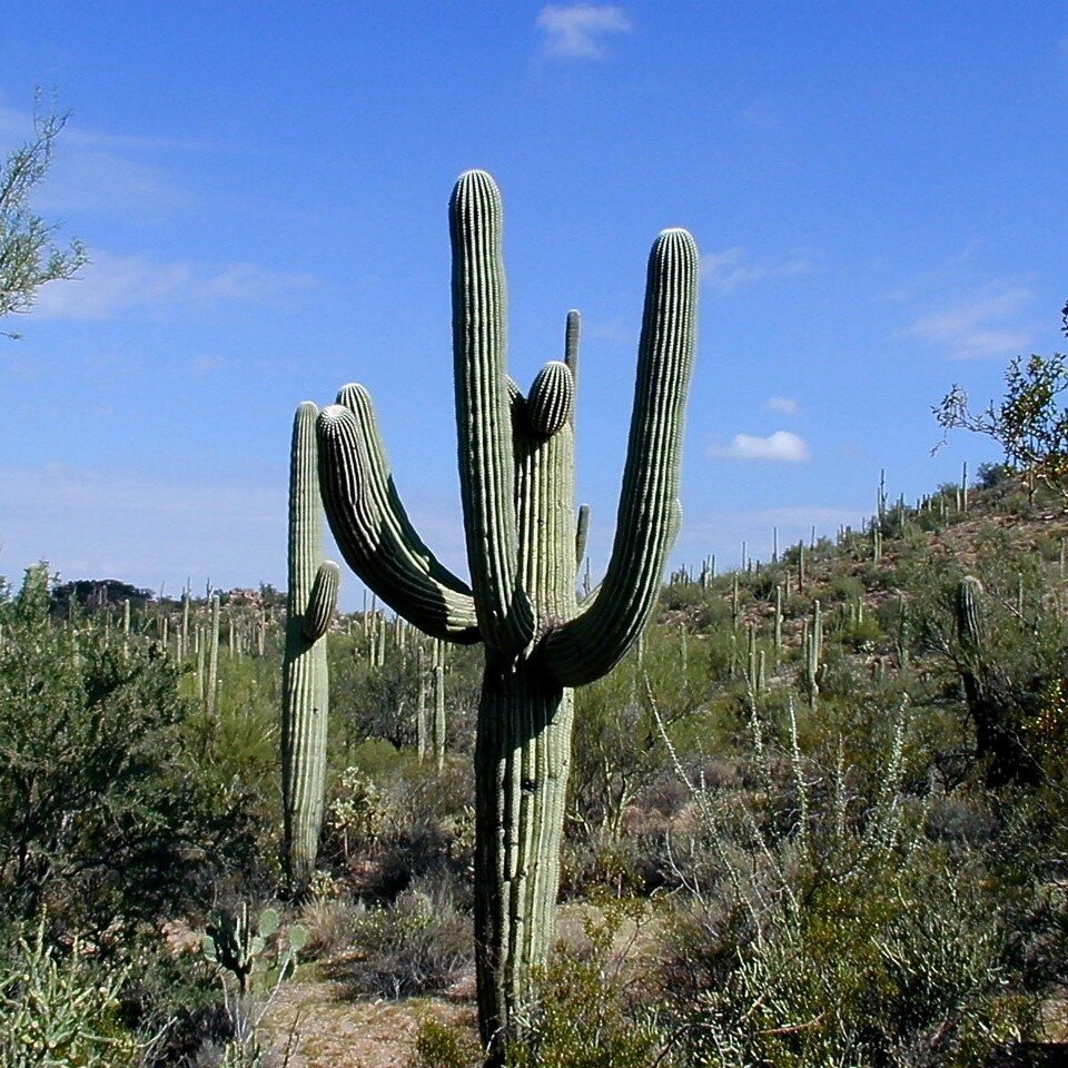 Le cactus Saguaro du désert.