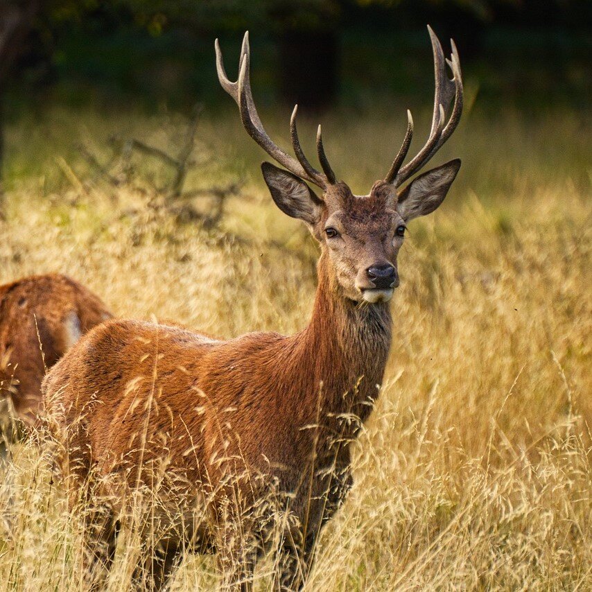 Un cerf se tient debout dans un champ.