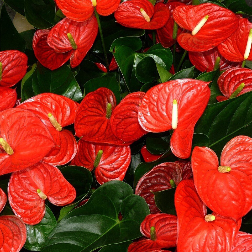 L'anthurium, une fleur rouge du climat tropical.