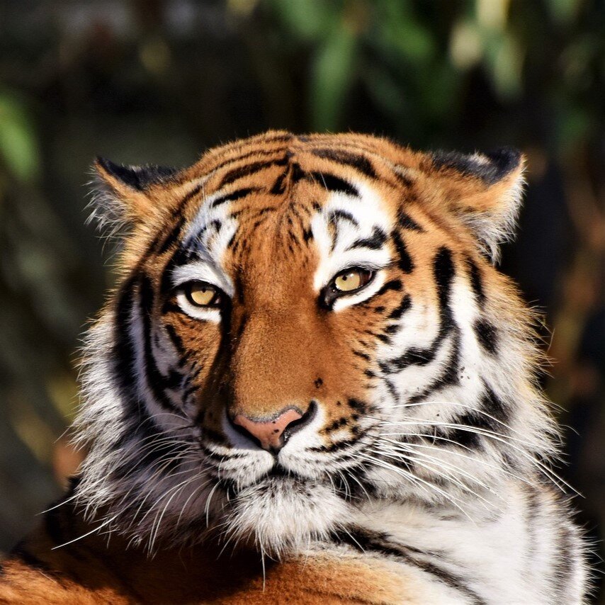 Le tigre, un animal typique du climat tropical.