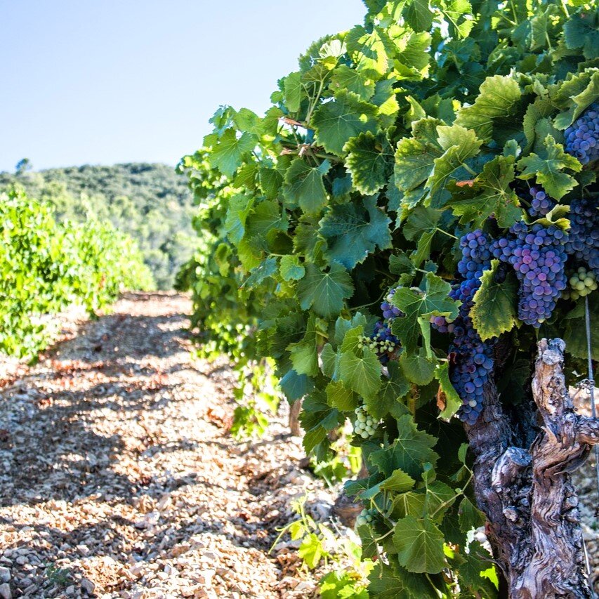 Un champ de vignes.