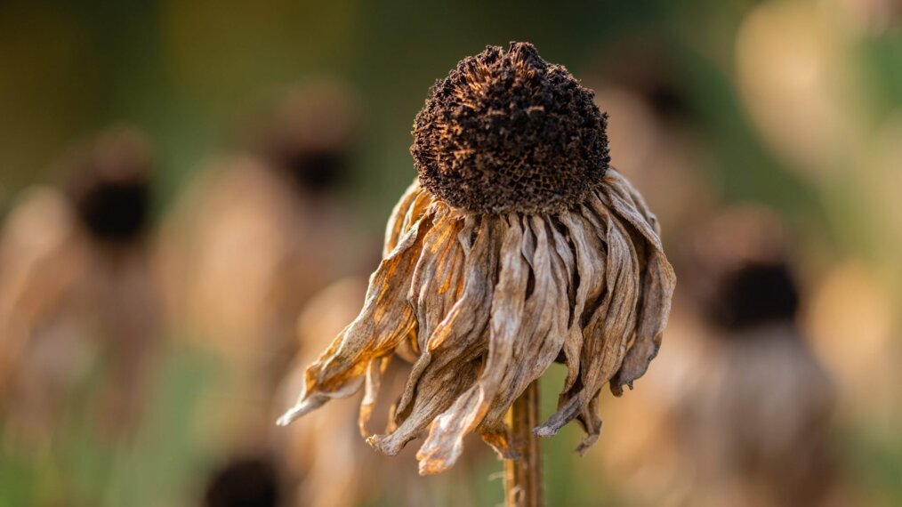 comment survivre à la canicule