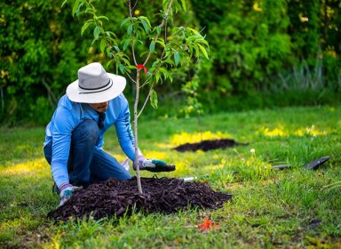 Ecosia plante-t-il vraiment des arbres ? 