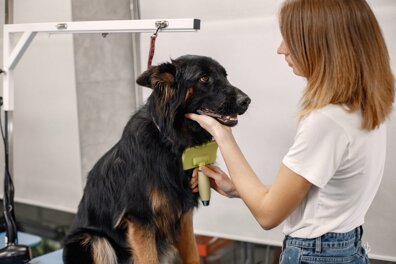 Toiletteur canin, pour prendre soin des chiens 