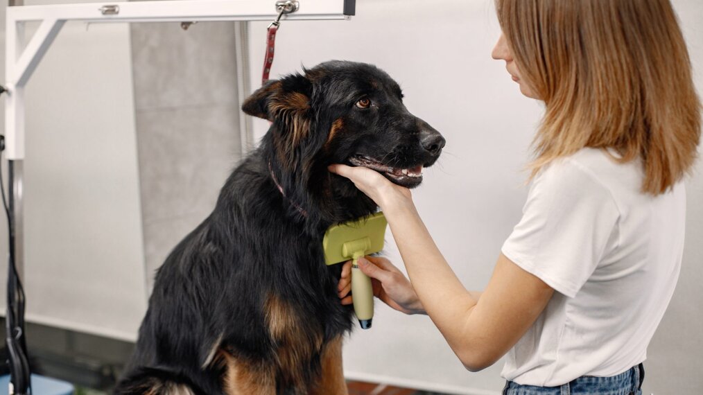 Femme qui s'occupe du toilettage d'un chien