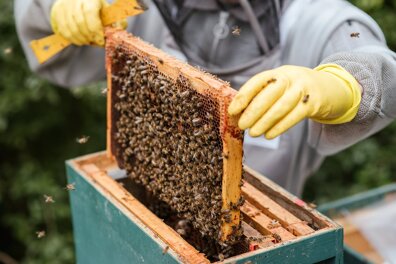 Apiculteur : le métier qui cajole les abeilles ! 