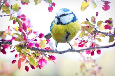 Ornithologue : un métier passionnant  ! 