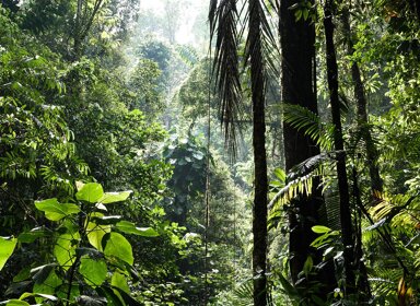 C’est quoi la biodiversité ? 