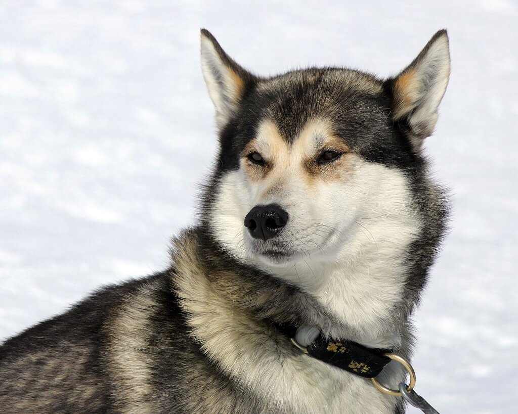 Un husky regarde l'horizon.