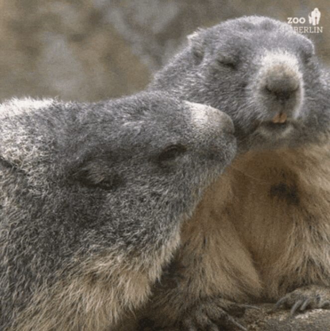 Deux marmottes se font des bisous.