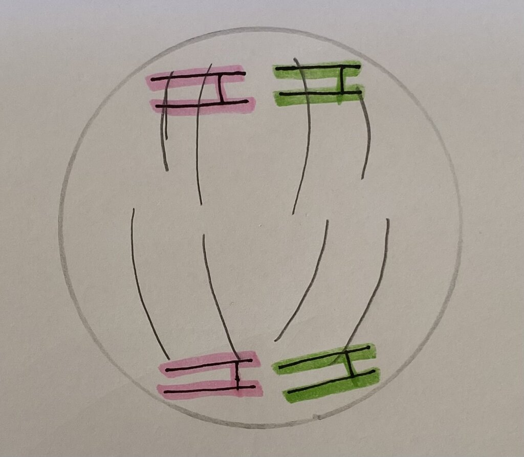 Schéma montrant l'anaphase