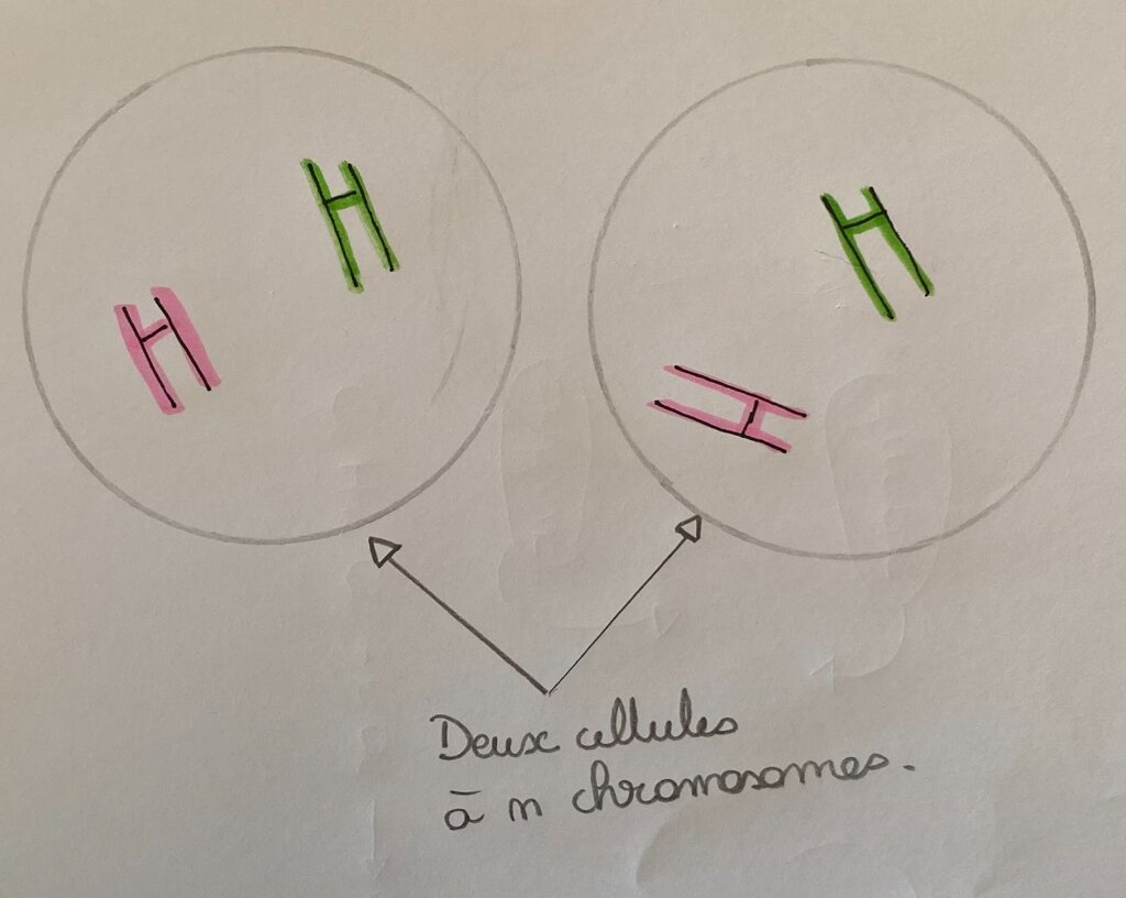 Schéma montrant deux cellules avec les mêmes chromosomes