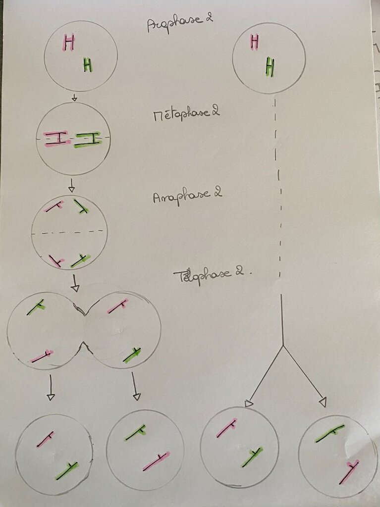 Schéma montrant la seconde division de la méiose