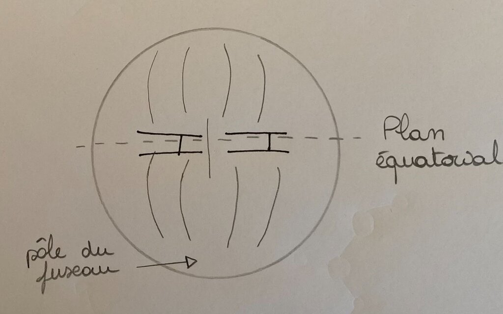 Schéma montrant la métaphase