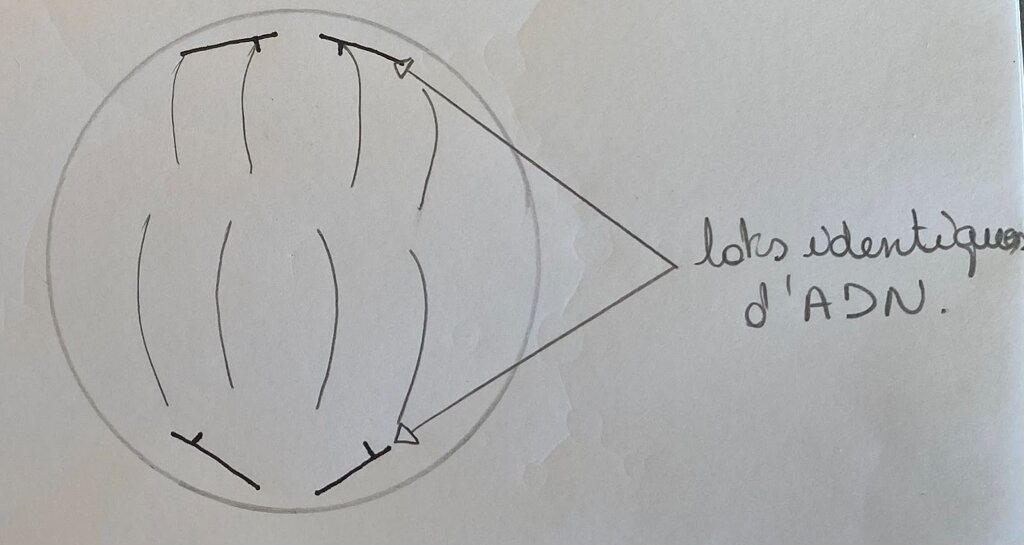 Schéma montrant l'anaphase