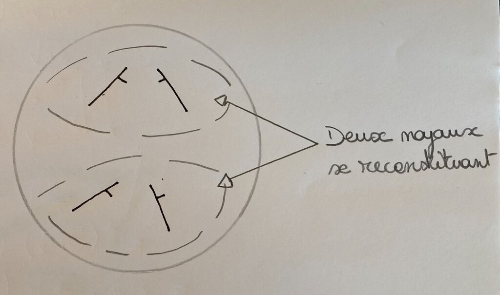 Schéma montrant la télophase