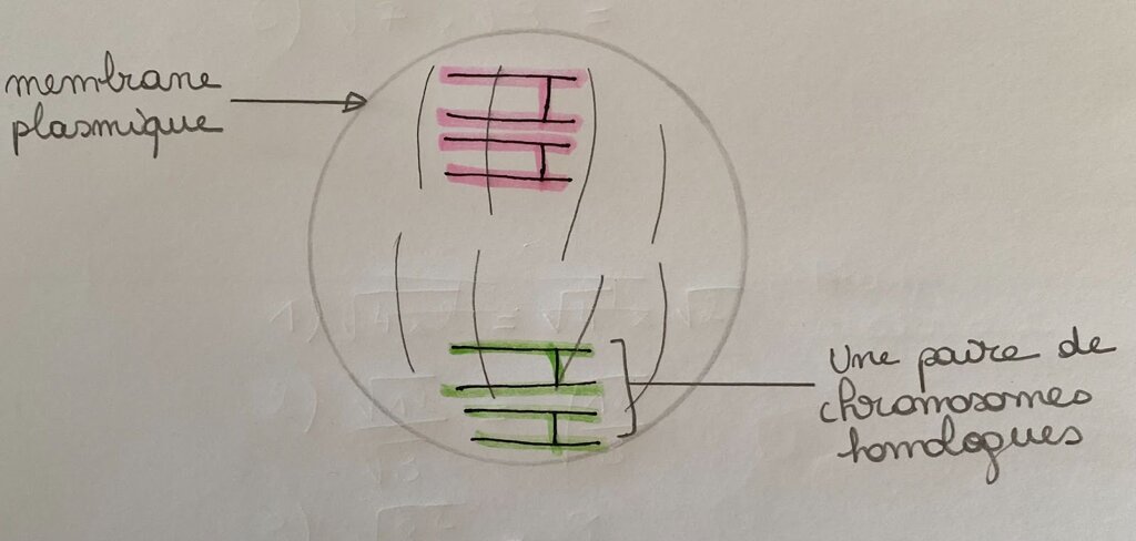 Schéma montrant la prophase 1