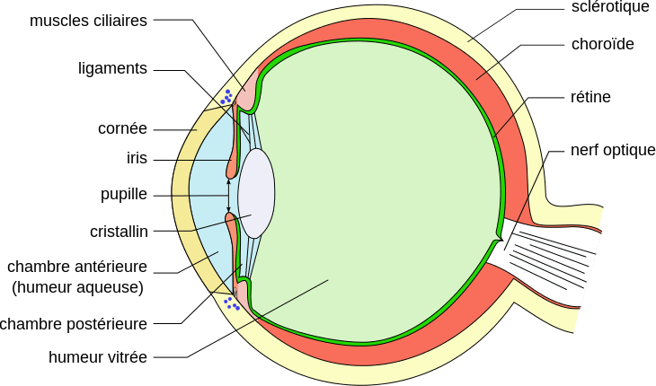 Schéma de l'œil humain