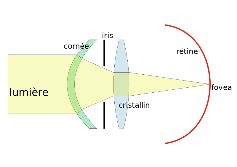 Schéma montrant le chemin de la lumière jusqu'à la rétine. 