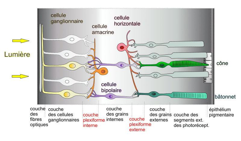 Schéma de la lumière qui rentre dans les cônes et les bâtonnets. 