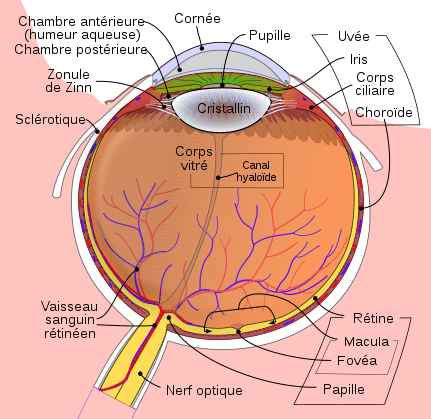 Nouveau schéma de l'œil avec le nerf optique 